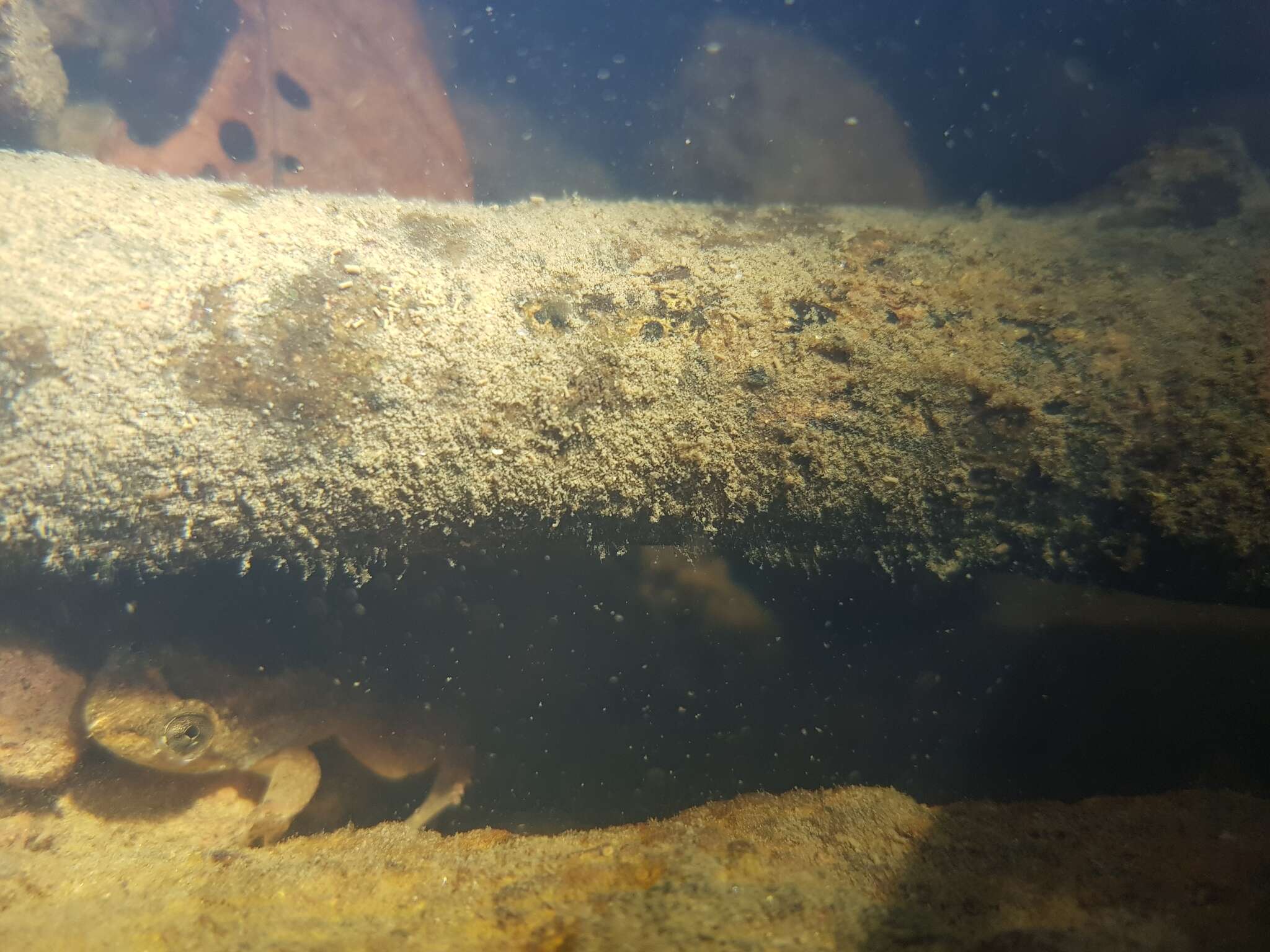 Image of Corrugated water frog