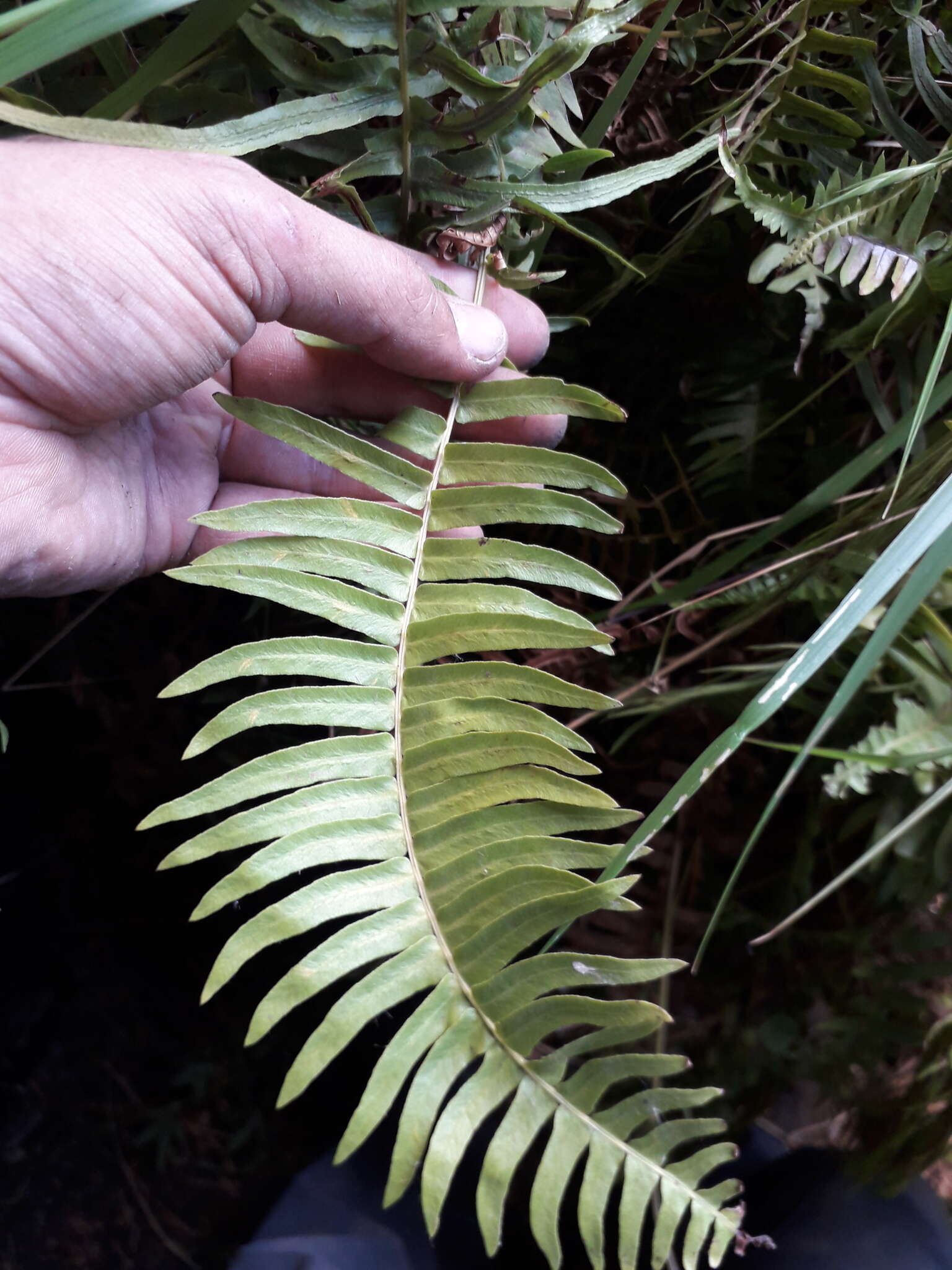 Слика од Blechnum auriculatum Cav.