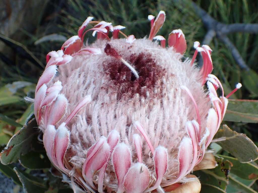 Image of Protea lorifolia (Salisb. ex Knight) Fourc.