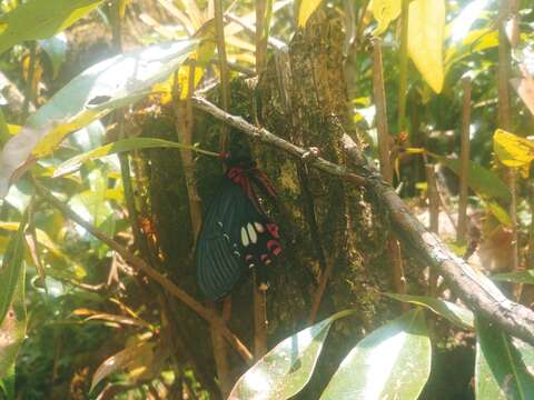 Image of Papilio bootes Westwood 1842