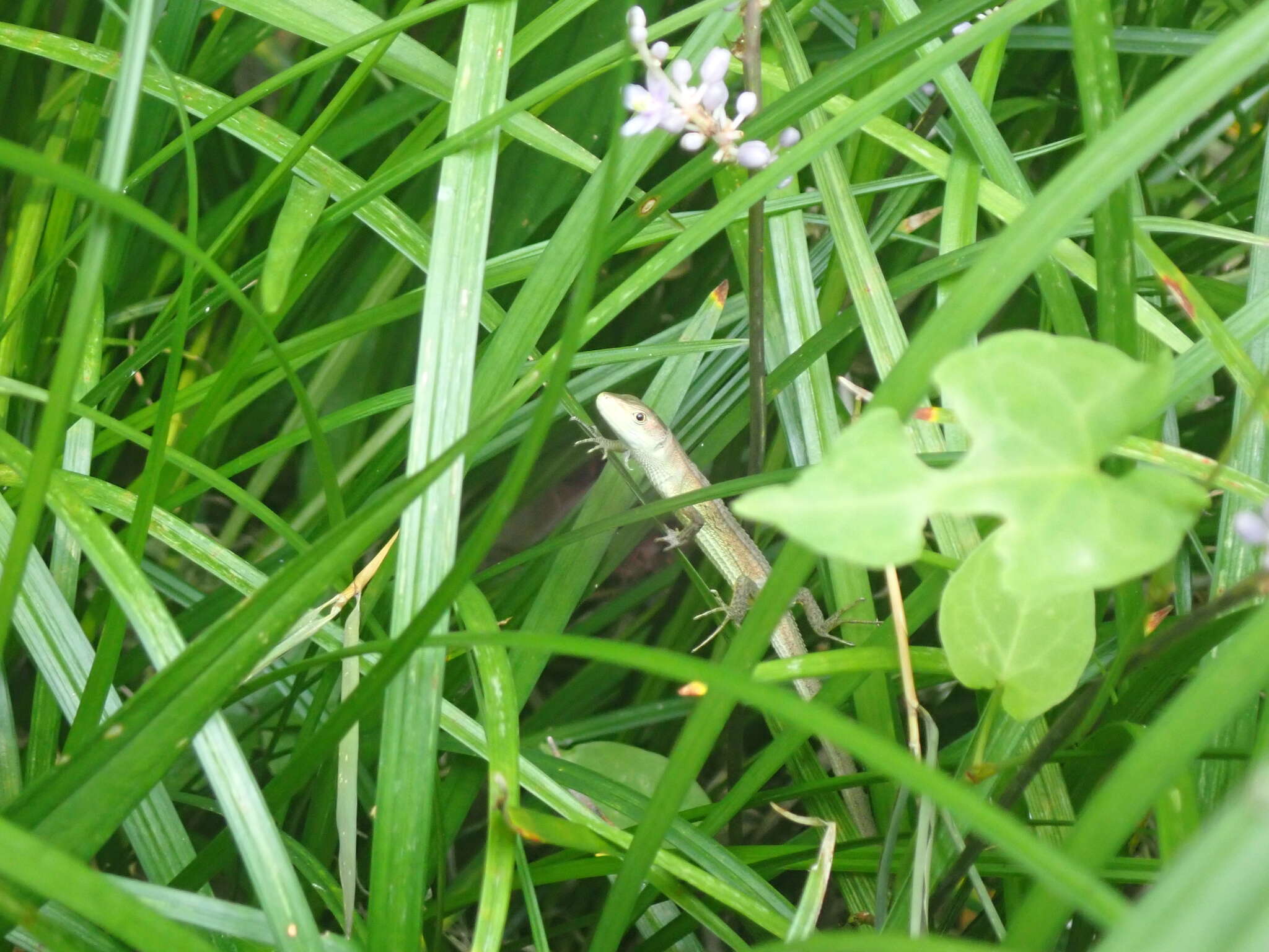 Image of China Grass Lizard