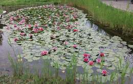 Image of Nymphaea rubra Roxb. ex Andr.