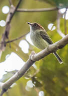 Image of Lophotriccus pileatus squamaecrista (Lafresnaye 1846)