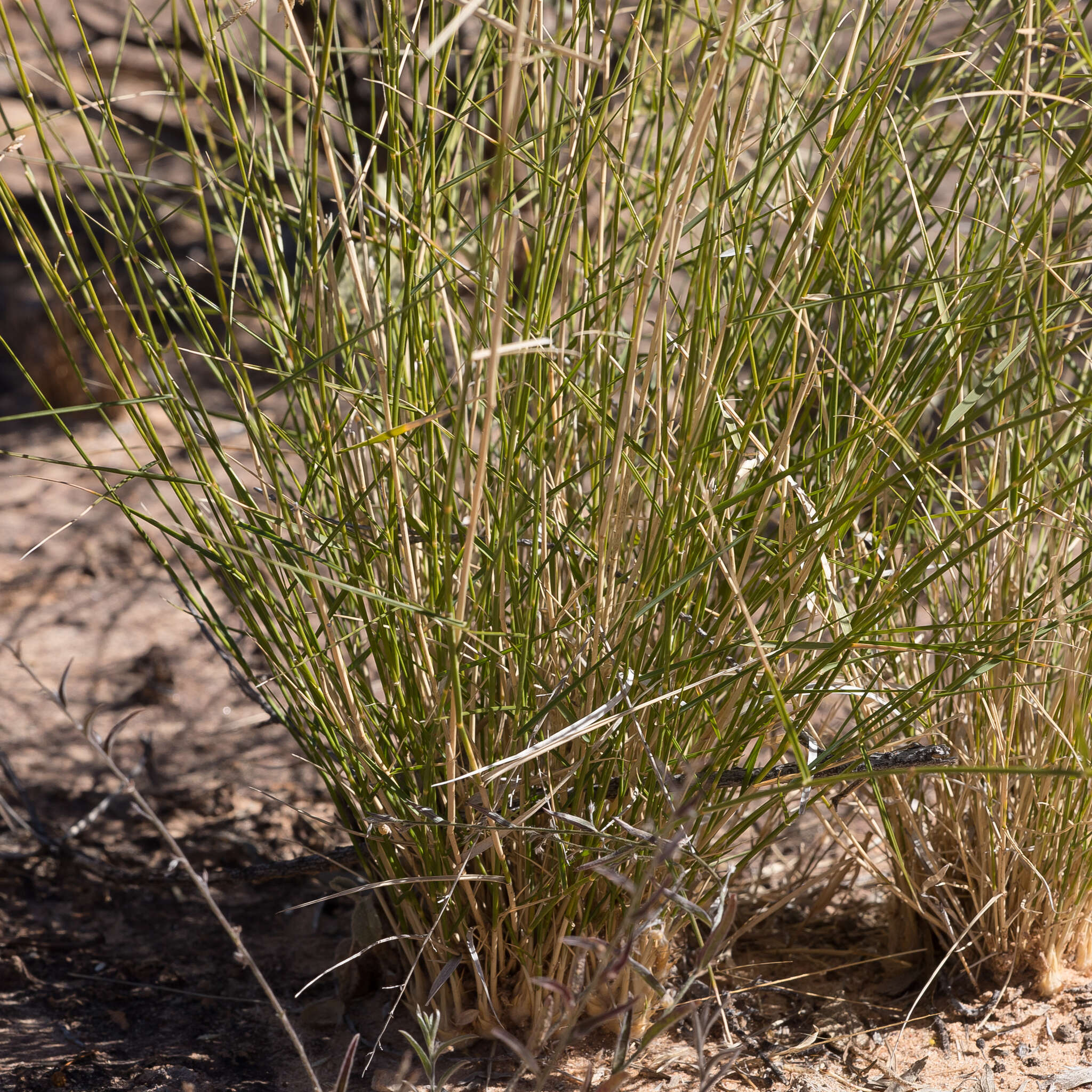 Image of Eragrostis xerophila Domin