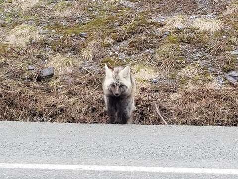 Image of Cascades red fox