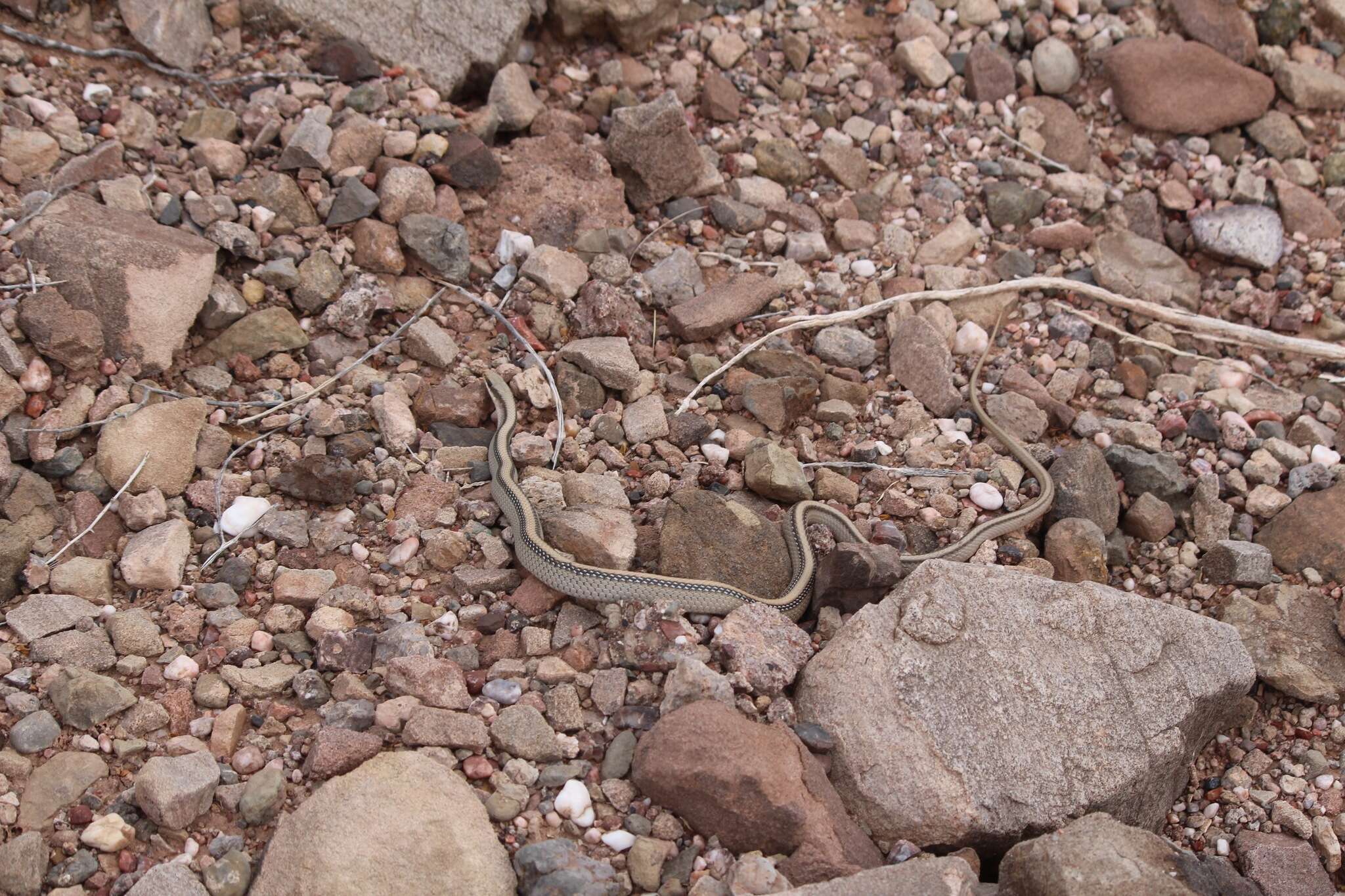 Image of Mountain Patchnose Snake