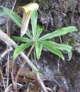 Imagem de Arisaema erubescens (Wall.) Schott