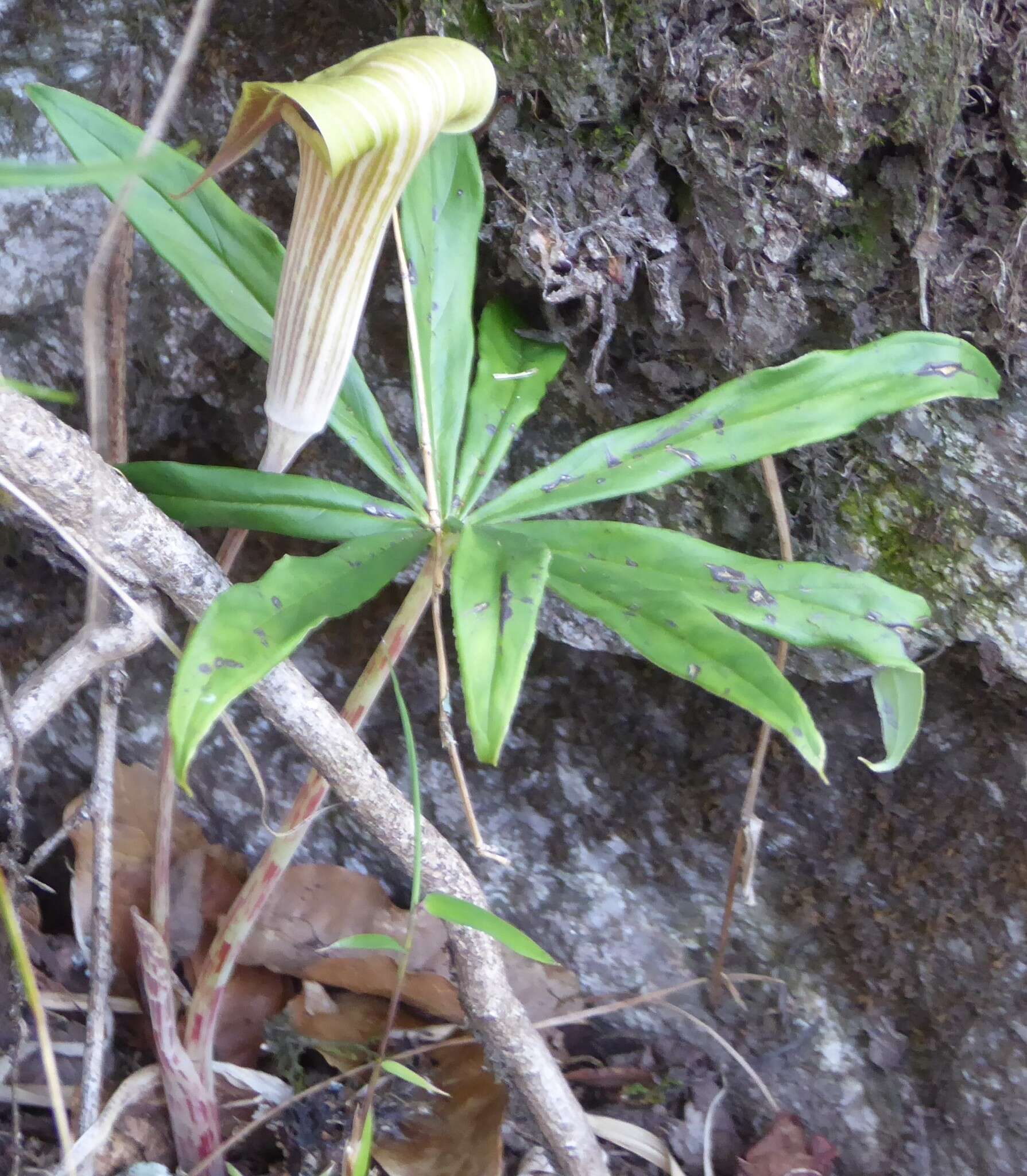 Imagem de Arisaema erubescens (Wall.) Schott