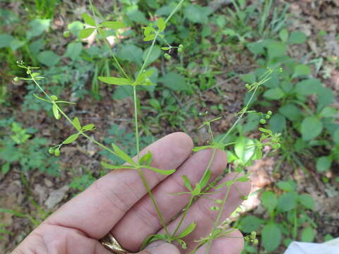 Image of Stiff bedstraw