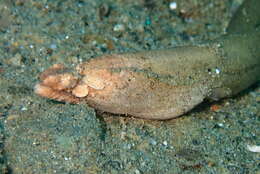 Image of Brachysomophis