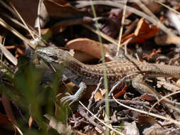 Image of Chihuahuan spotted whiptail