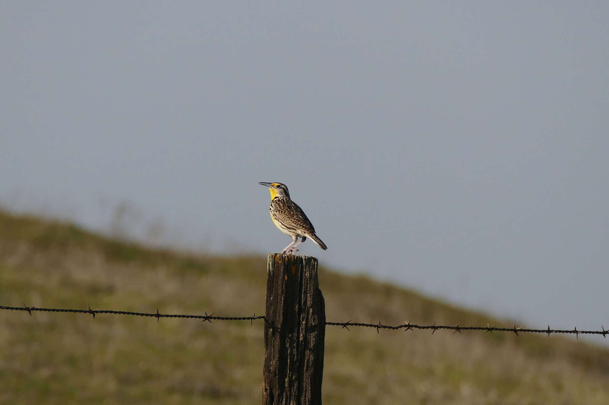 Image of Meadowlark