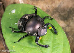 Paragymnopleurus sinuatus (Olivier 1789) resmi