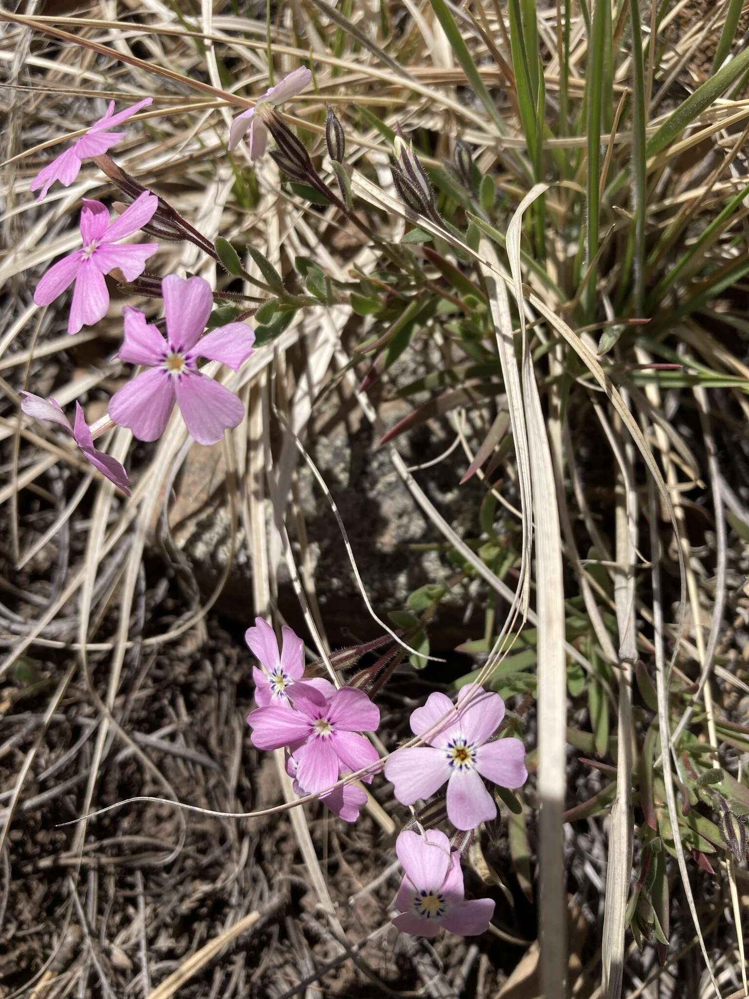 Image of Woodhouse's phlox