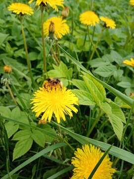 Слика од Bombus semenoviellus Skorikov 1910