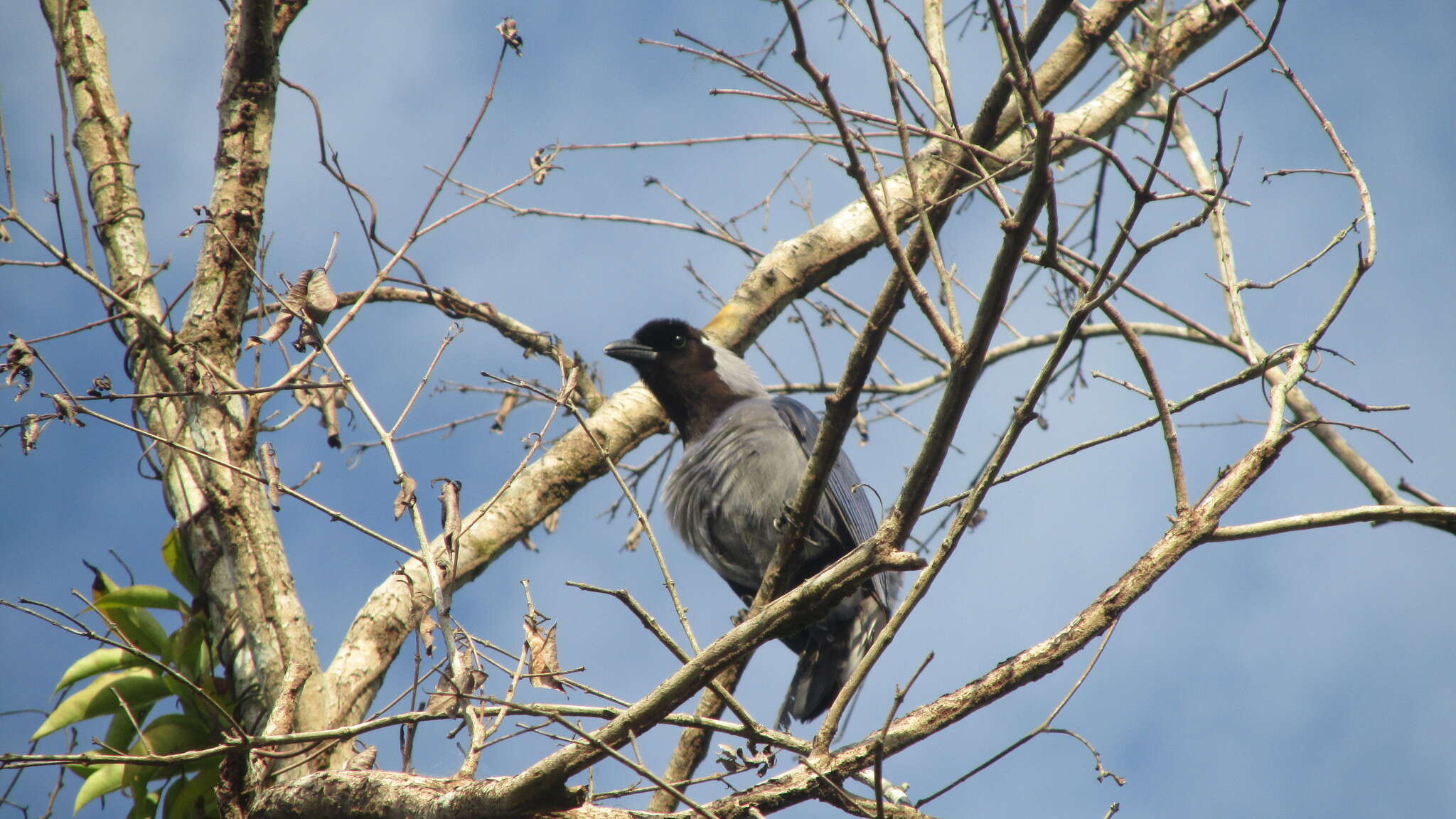 Cyanocorax violaceus Du Bus de Gisignies 1847 resmi