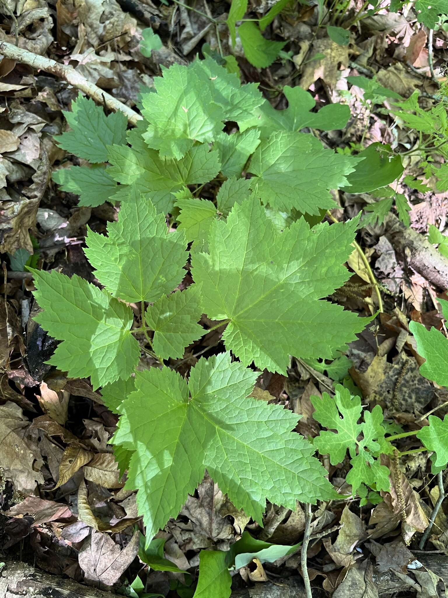 Image of Appalachian bugbane