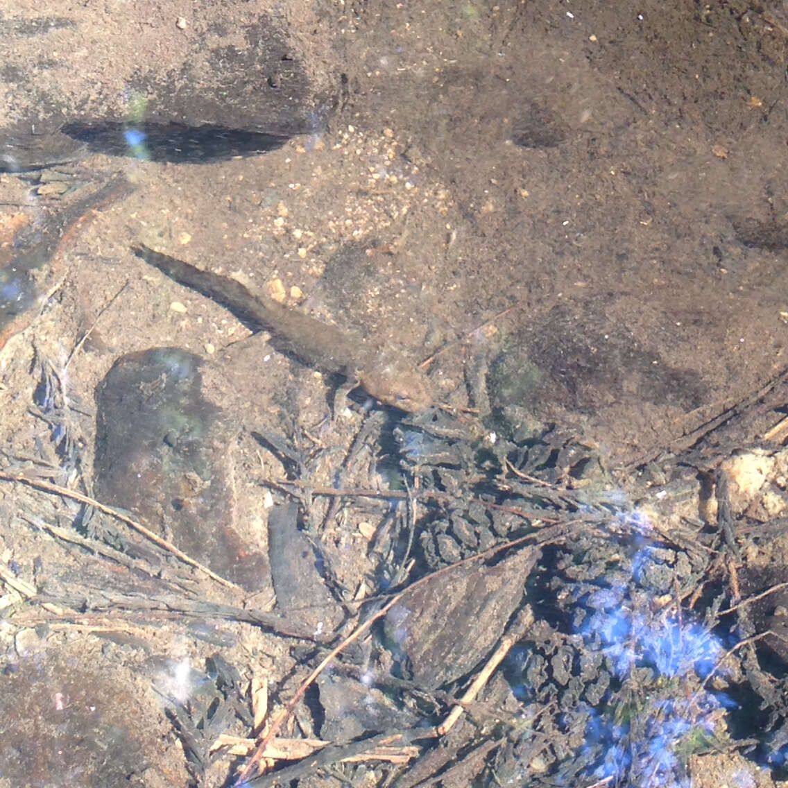 Image of California Giant Salamander