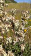 Image of Kaweah River phacelia