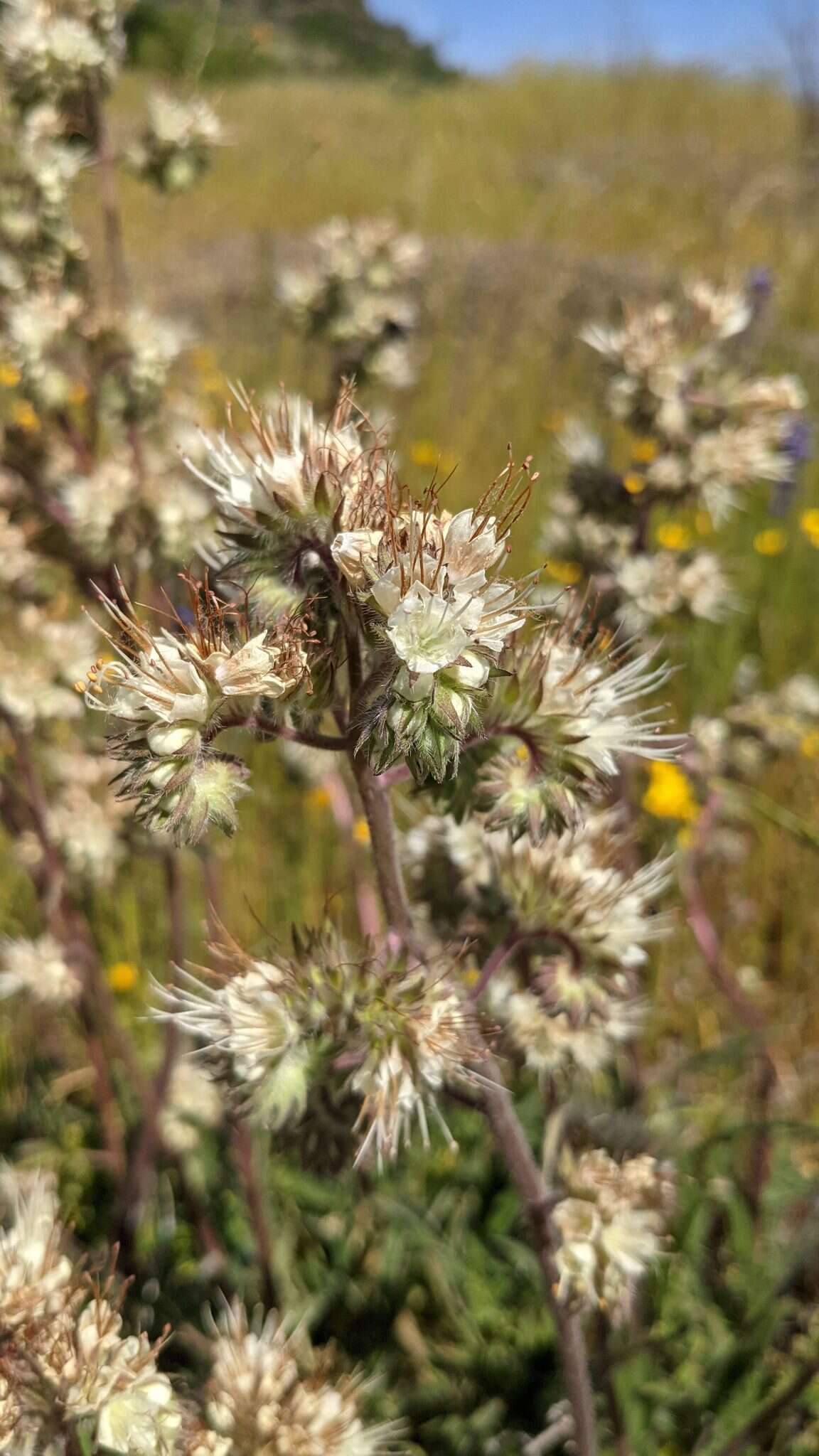 Phacelia egena (Greene ex Brand) J. T. Howell的圖片