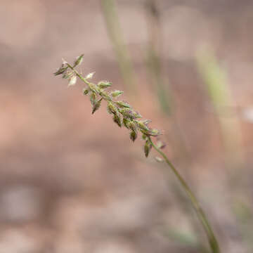 Image of Australian bur grass