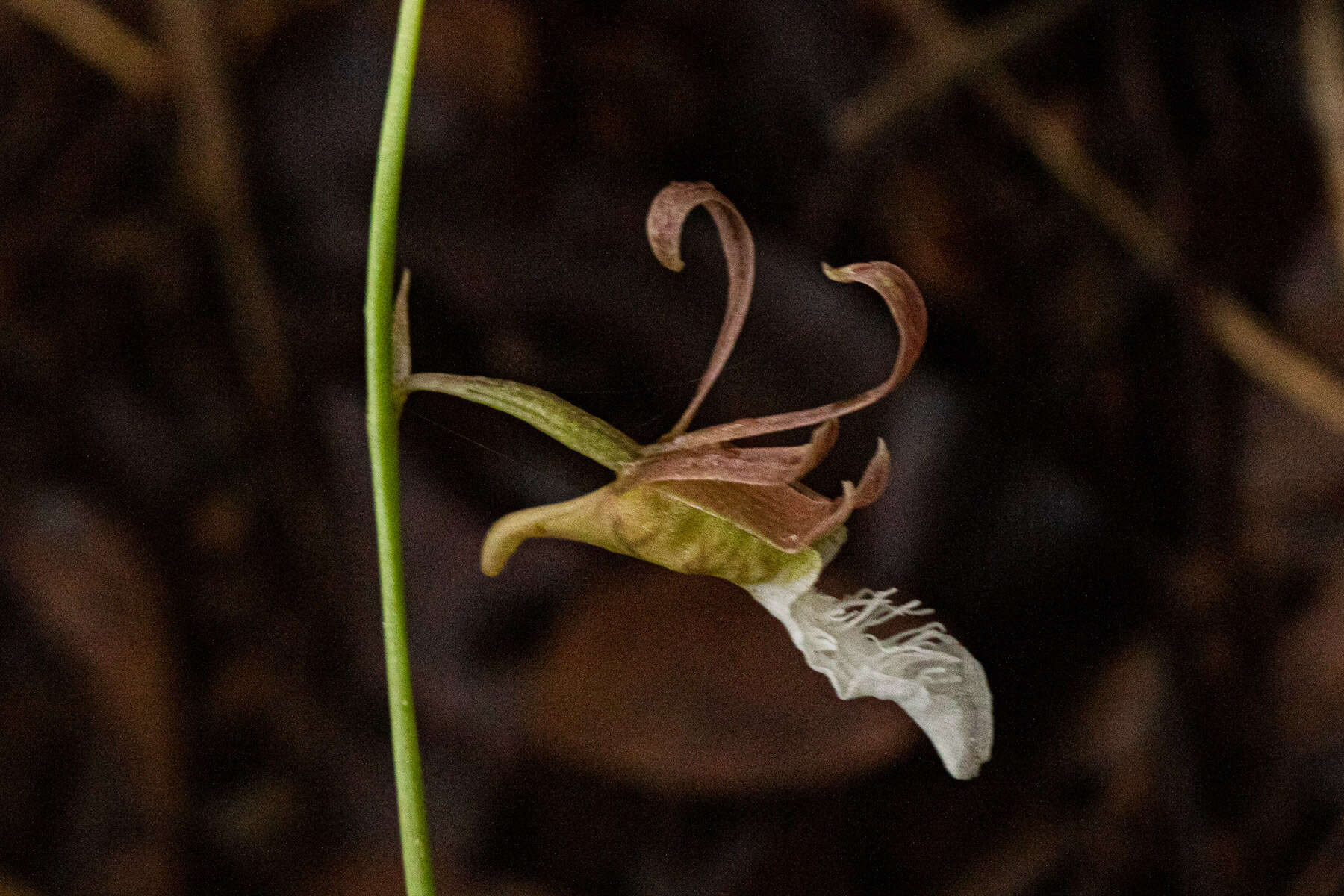Image of Eulophia venulosa Rchb. fil.