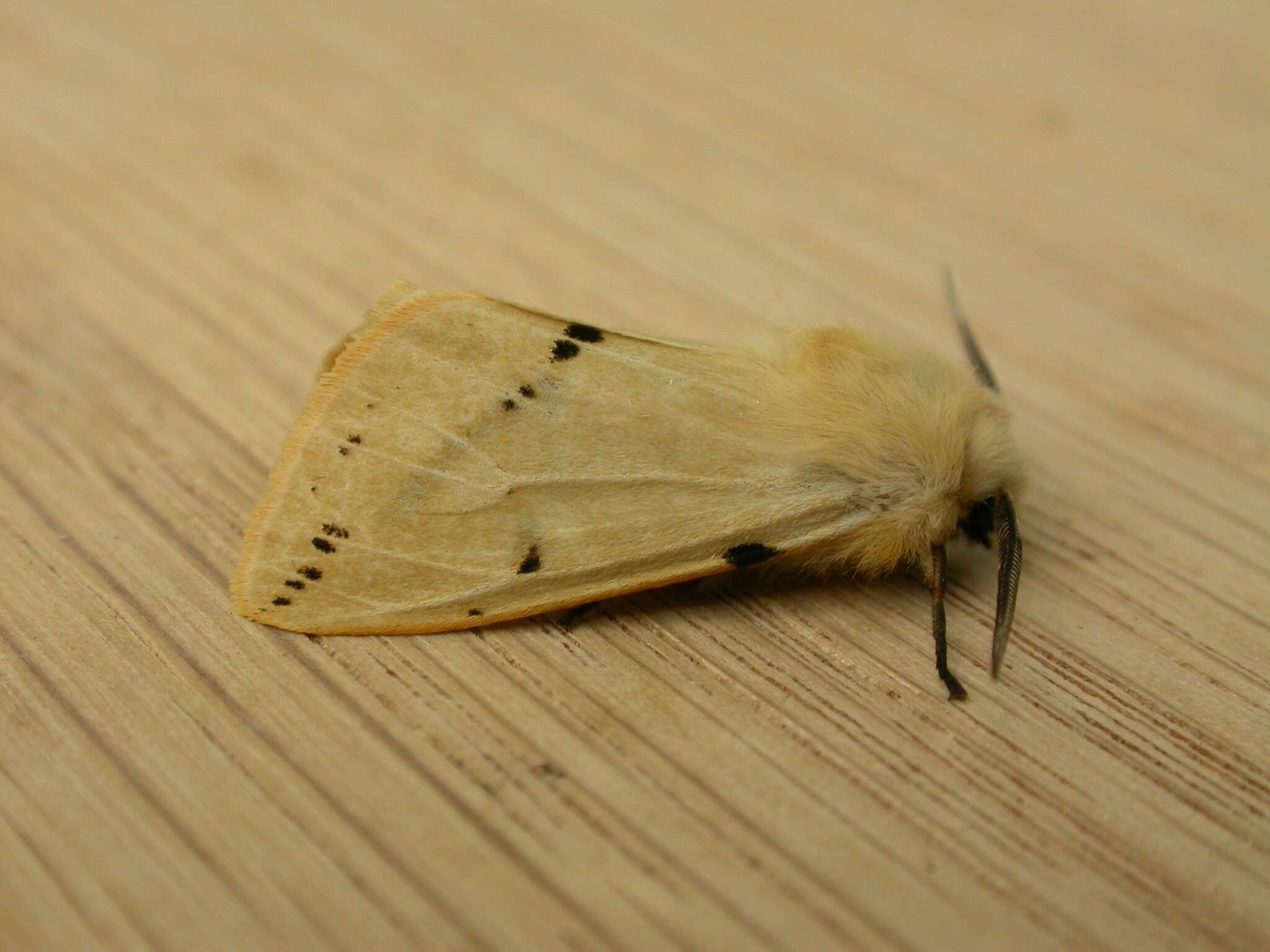 Spilosoma lutea Hüfnagel 1766 resmi