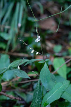 صورة Codonacanthus pauciflorus (Wall. ex Nees) Nees