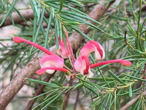 Image of Grevillea rosmarinifolia subsp. rosmarinifolia