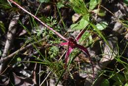 Caladenia formosa G. W. Carr的圖片