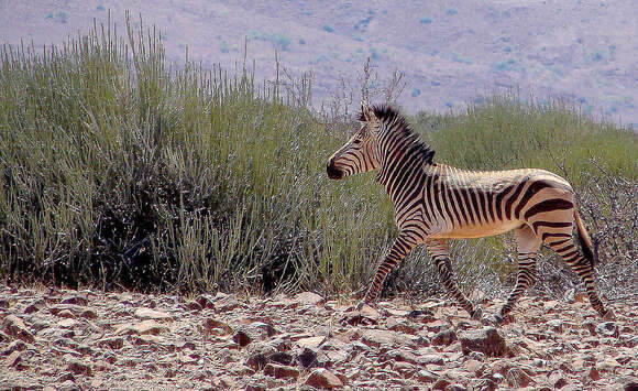 Image of Hartmann's Mountain Zebra