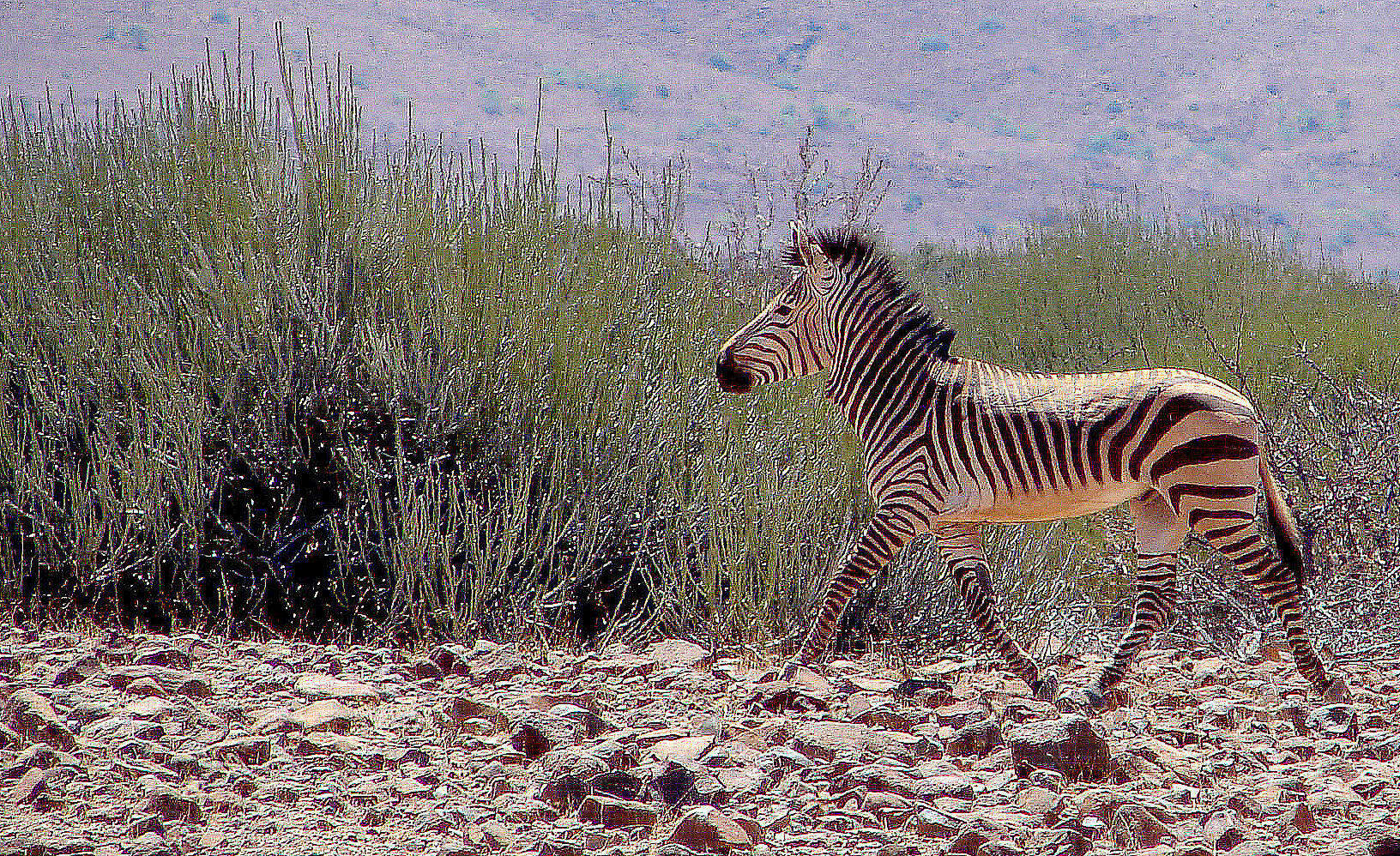 Слика од Equus hartmannae Matschie 1898