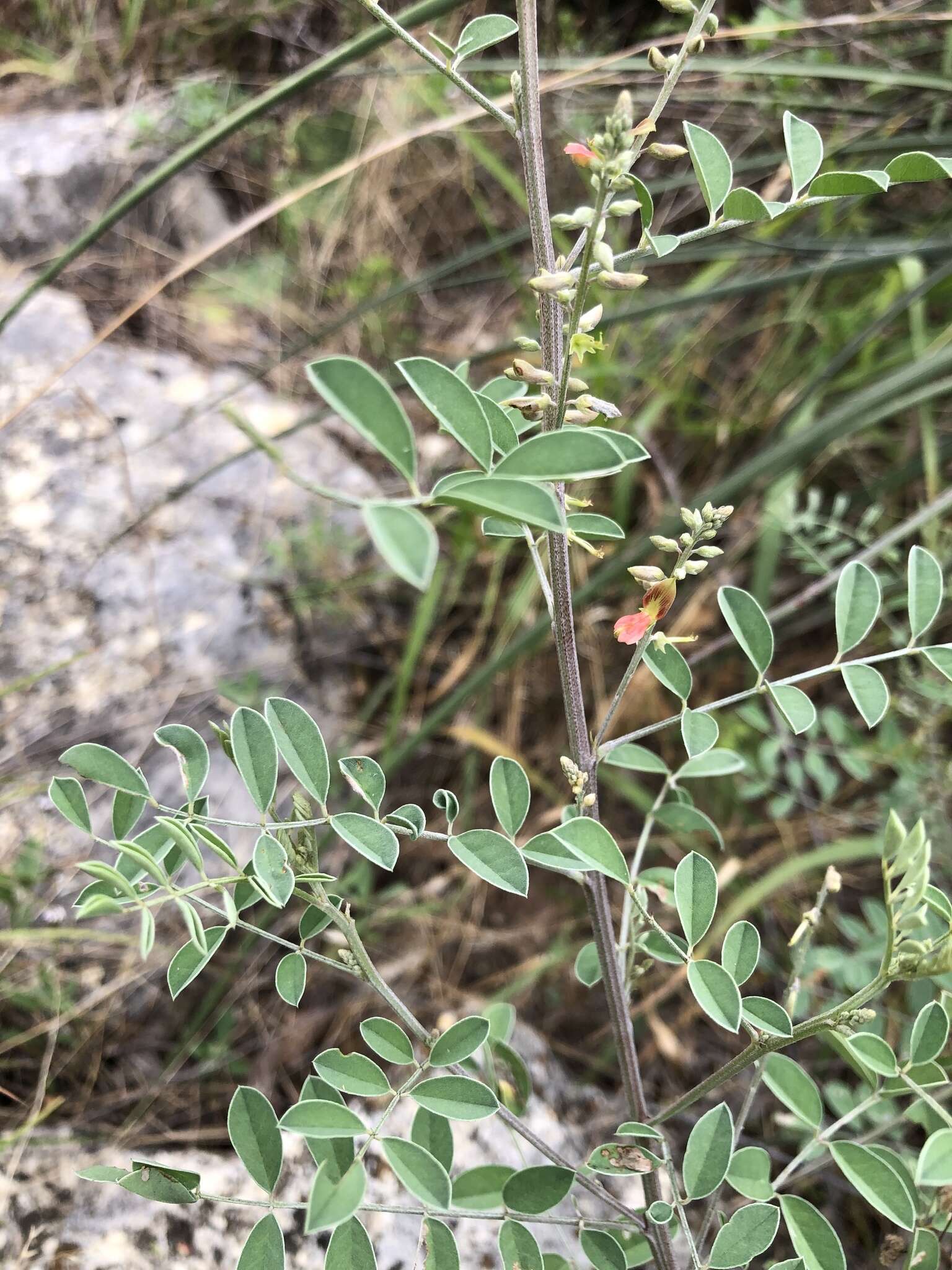 Indigofera lindheimeriana Scheele的圖片