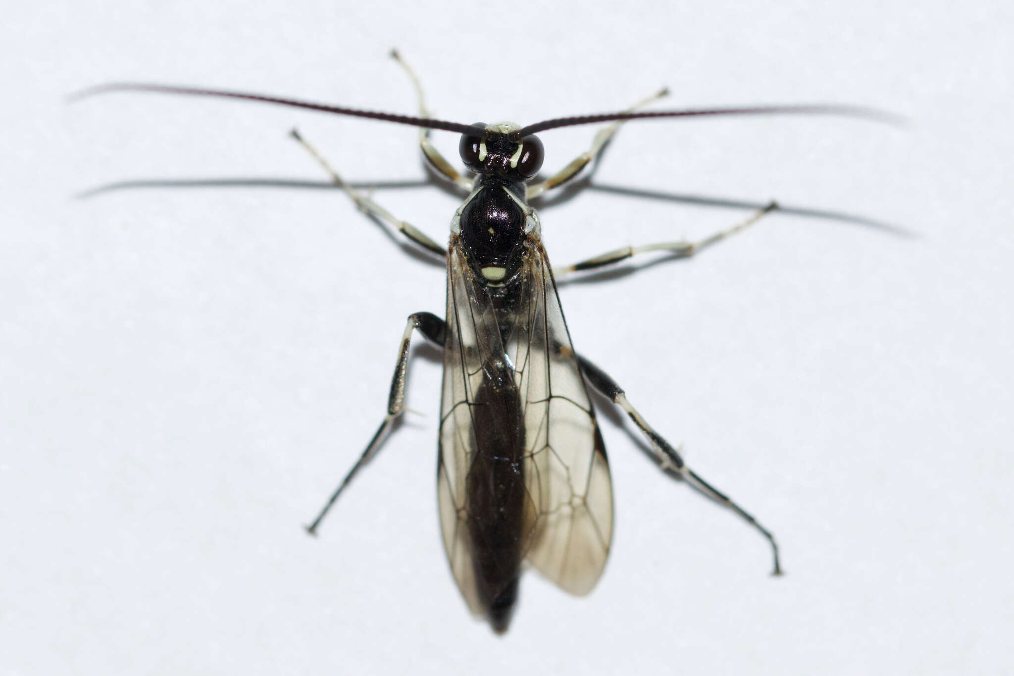 Image of Cratichneumon sublatus (Cresson 1864)