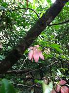 Image of Wrinkle Pod Mangrove