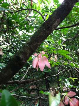 Imagem de Cynometra ramiflora L.