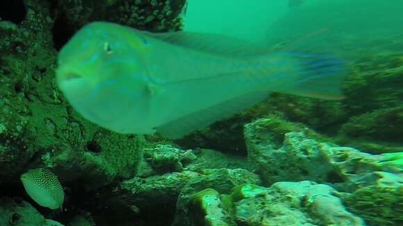 Image of Chameleon wrasse