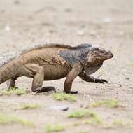 Image of Hispaniolan rhinoceros iguana