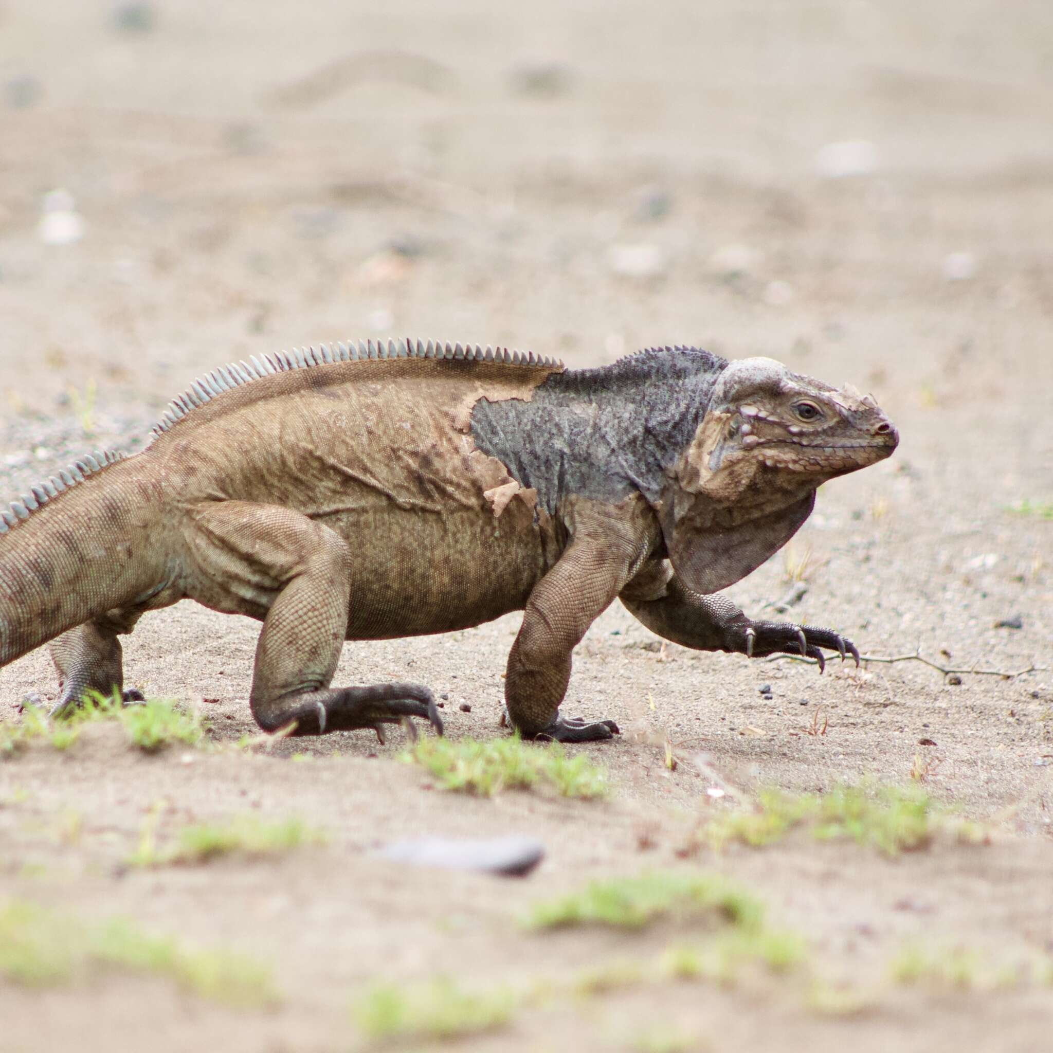 Image of Hispaniolan rhinoceros iguana