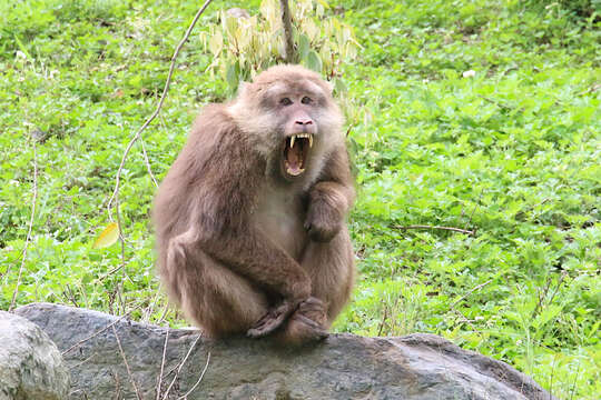 Image of Milne-Edwards’s Macaque