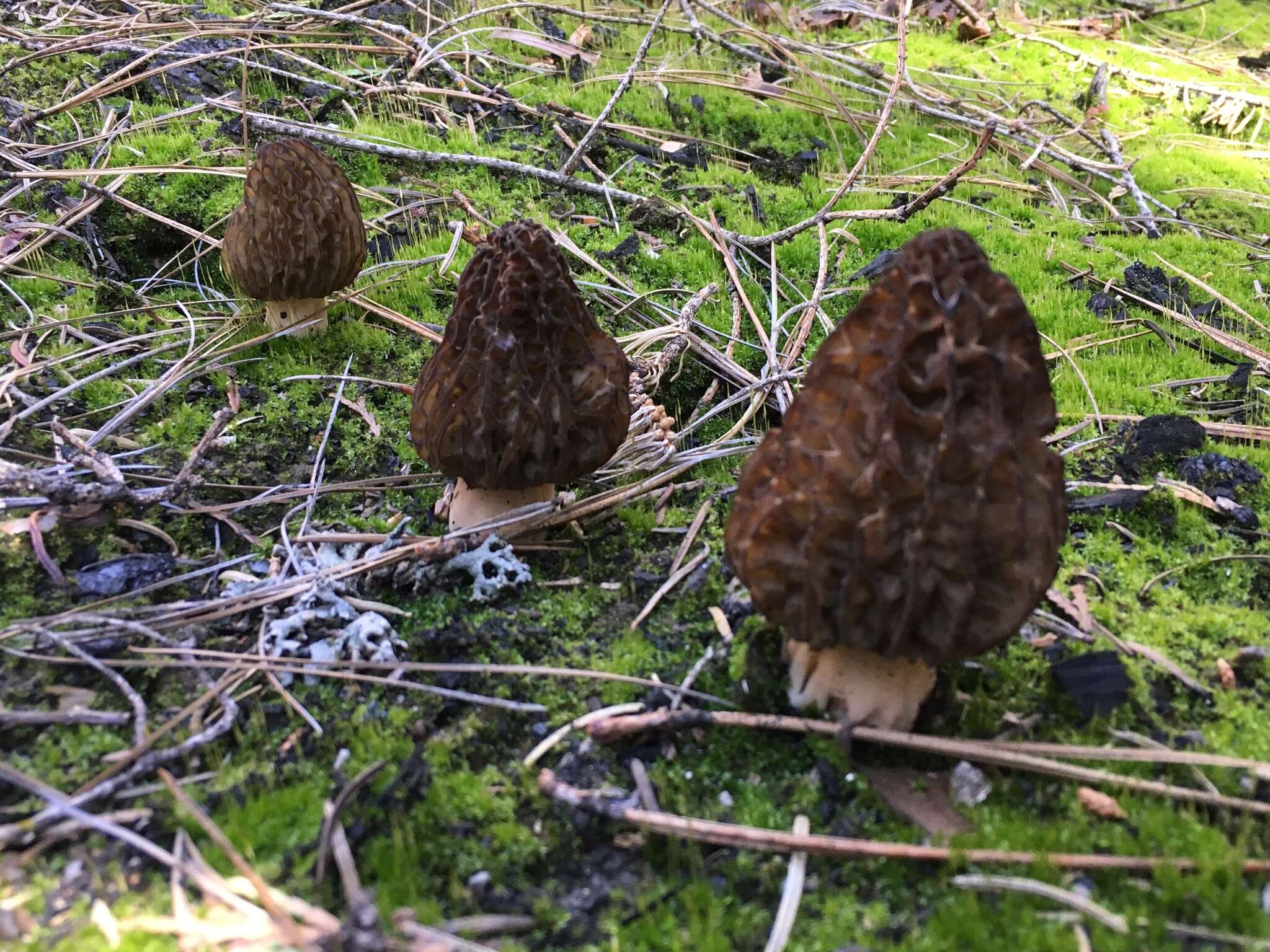 Image of Morchella sextelata M. Kuo 2012