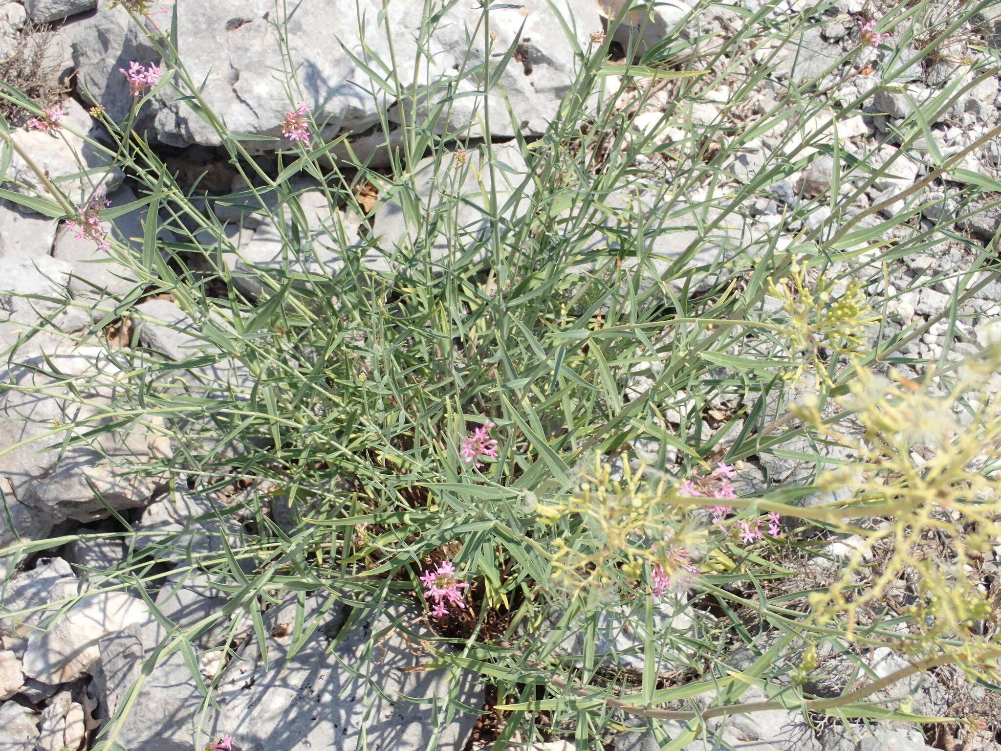 Image of Centranthus lecoqii Jordan