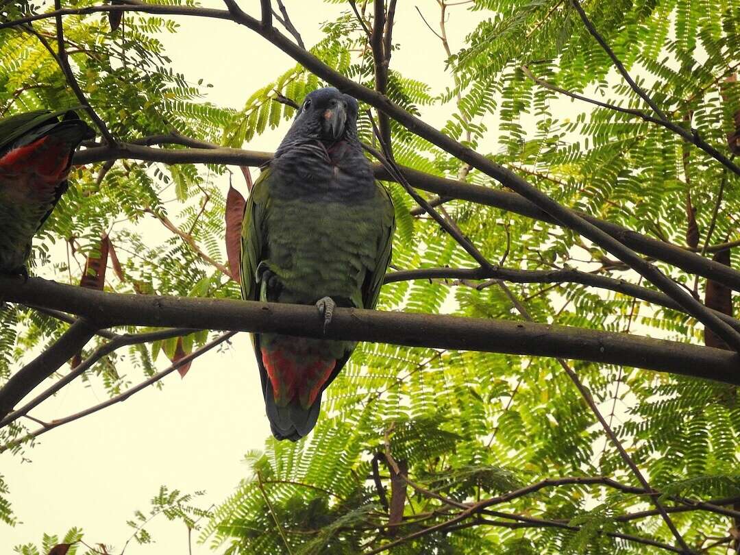 Image of Blue-headed Parrot