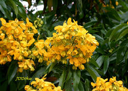 Senna macranthera (Collad.) H. S. Irwin & Barneby resmi