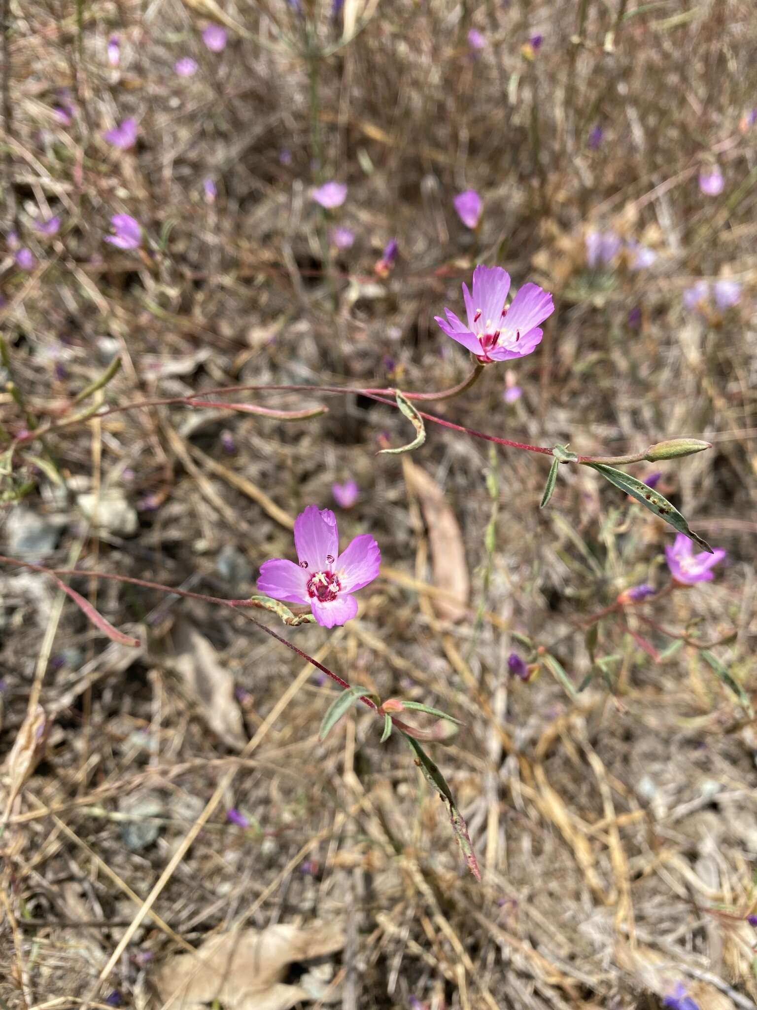 Plancia ëd Clarkia franciscana H. Lewis & Raven