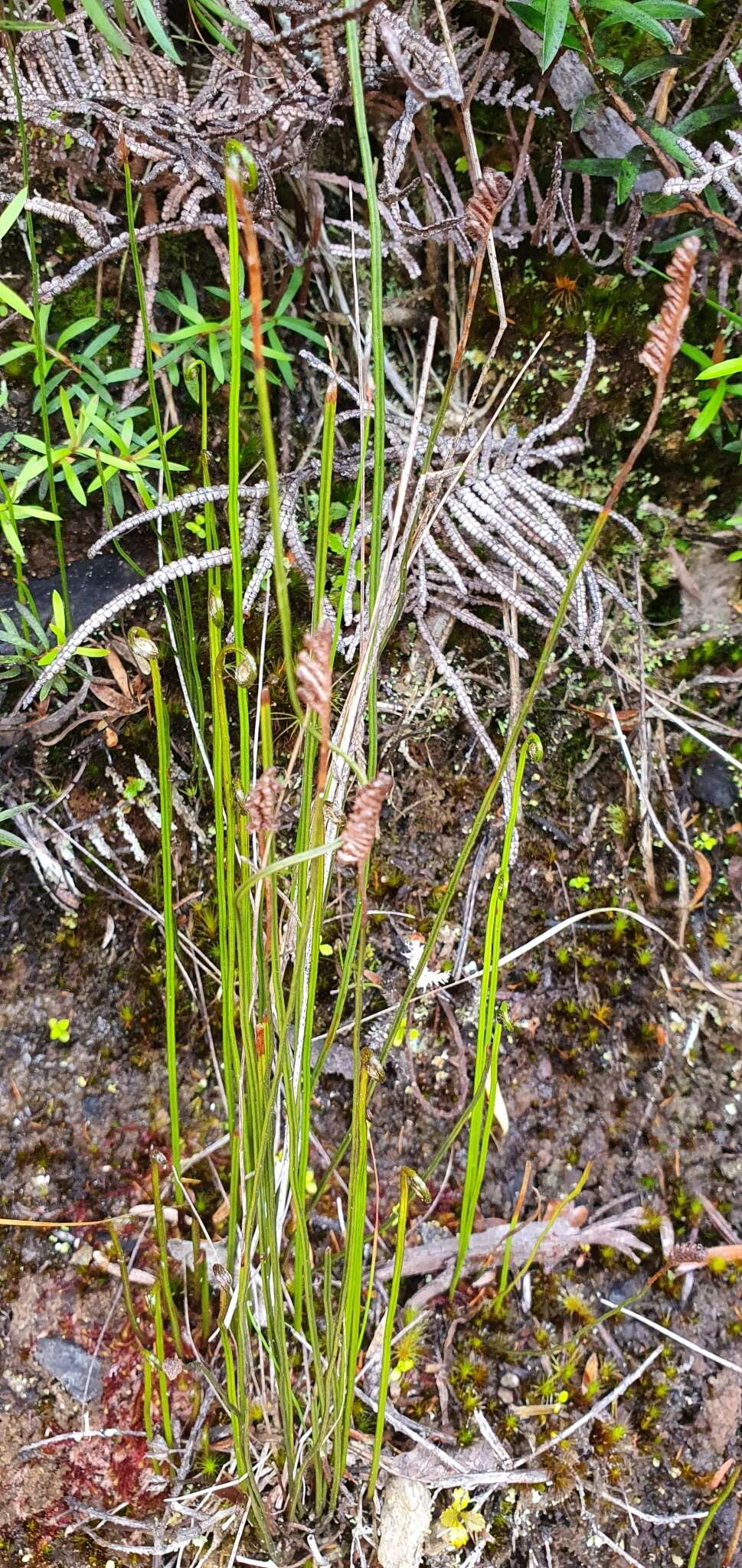 Image of Schizaea fistulosa Labill.