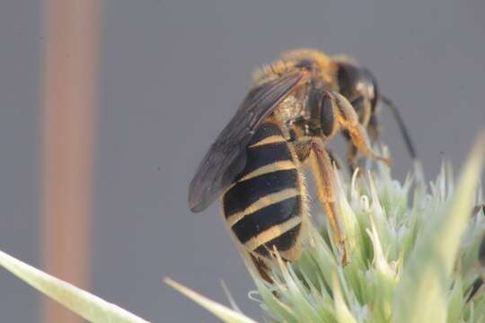 Imagem de Halictus patellatus Morawitz 1873