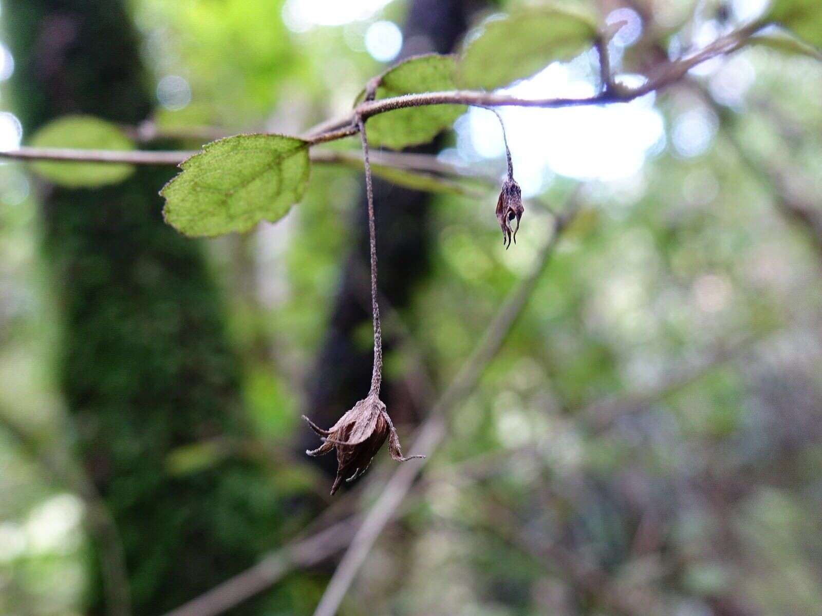 Image of Rhabdothamnus