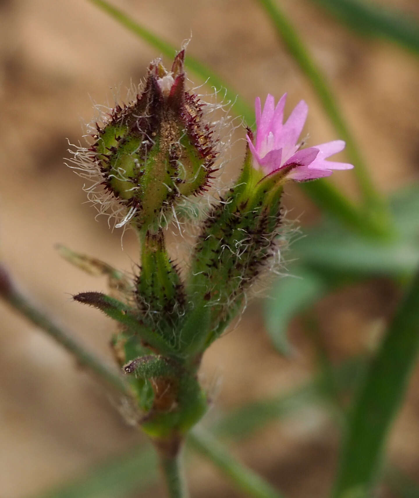 Imagem de Silene alexandrina (Aschers.) Danin