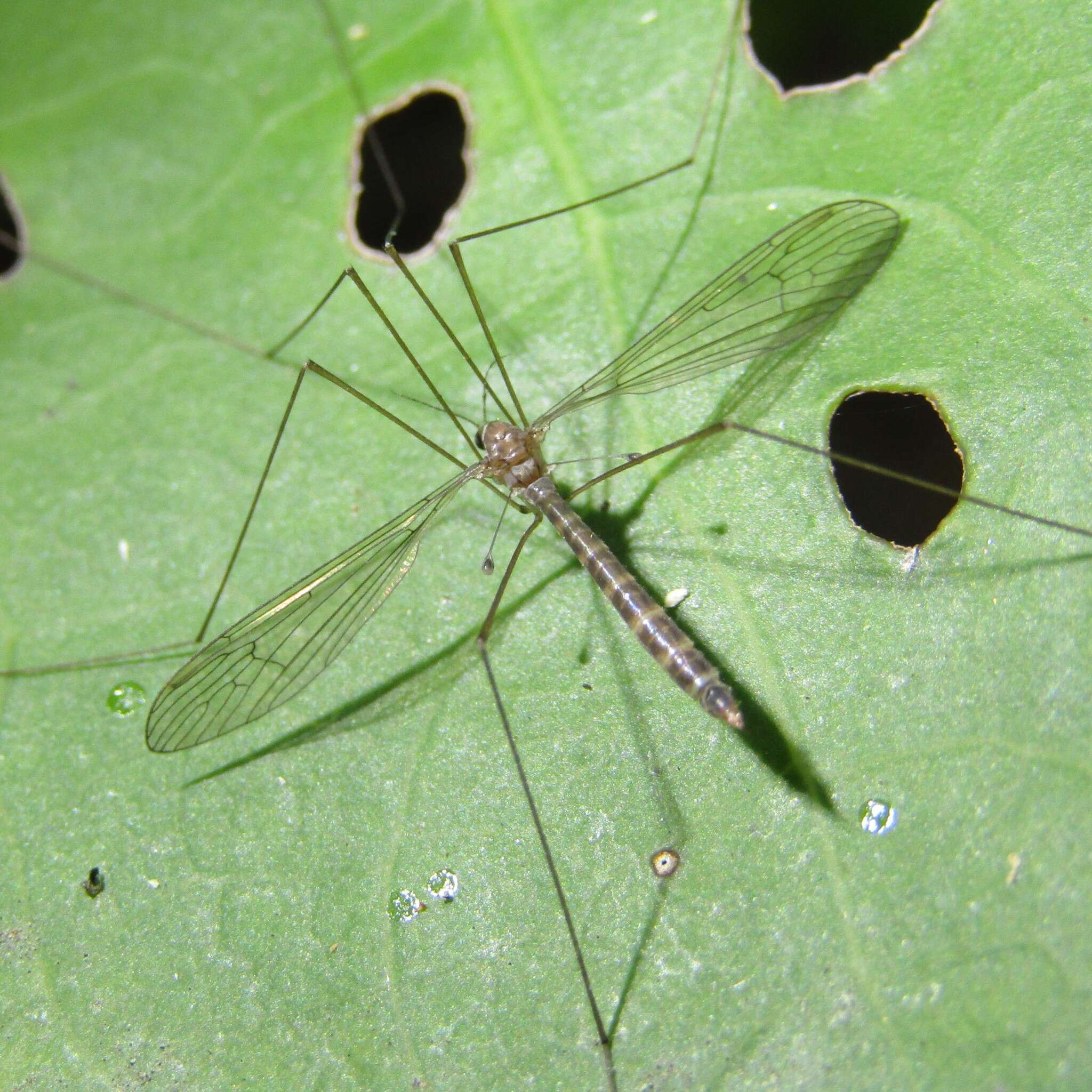 Imagem de Limnophilella delicatula (Hutton 1900)